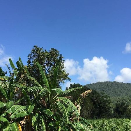 Logement En Pleine Verdure Tropicale -10 Min Plage Le Morne-Rouge 외부 사진