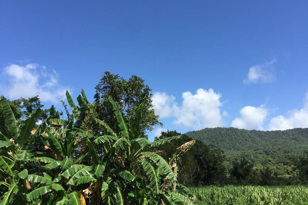 Logement En Pleine Verdure Tropicale -10 Min Plage Le Morne-Rouge 외부 사진