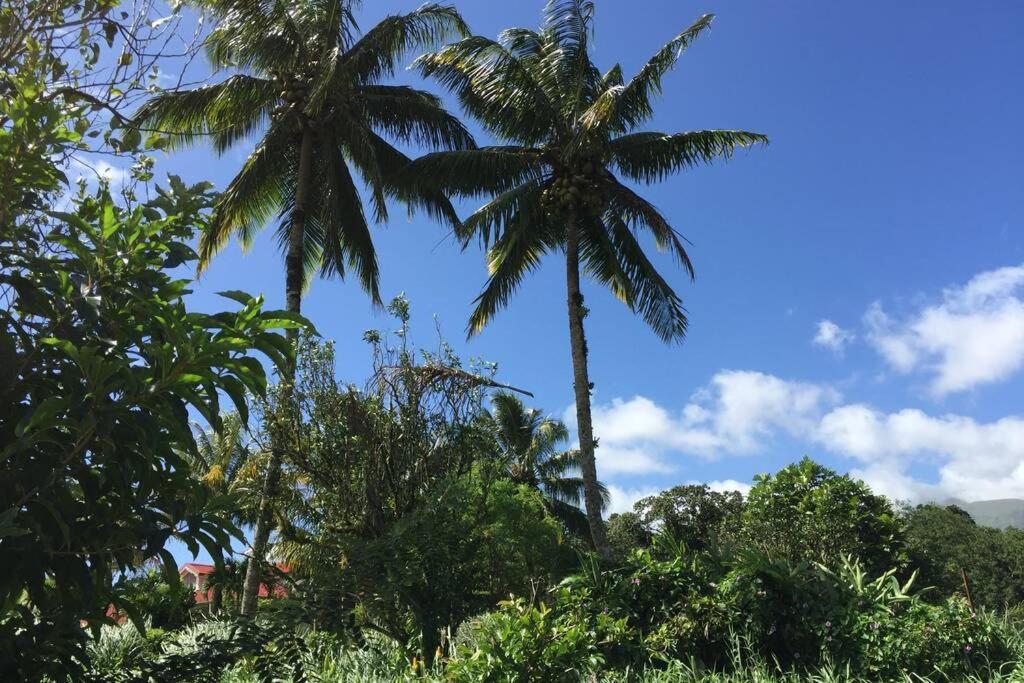 Logement En Pleine Verdure Tropicale -10 Min Plage Le Morne-Rouge 외부 사진